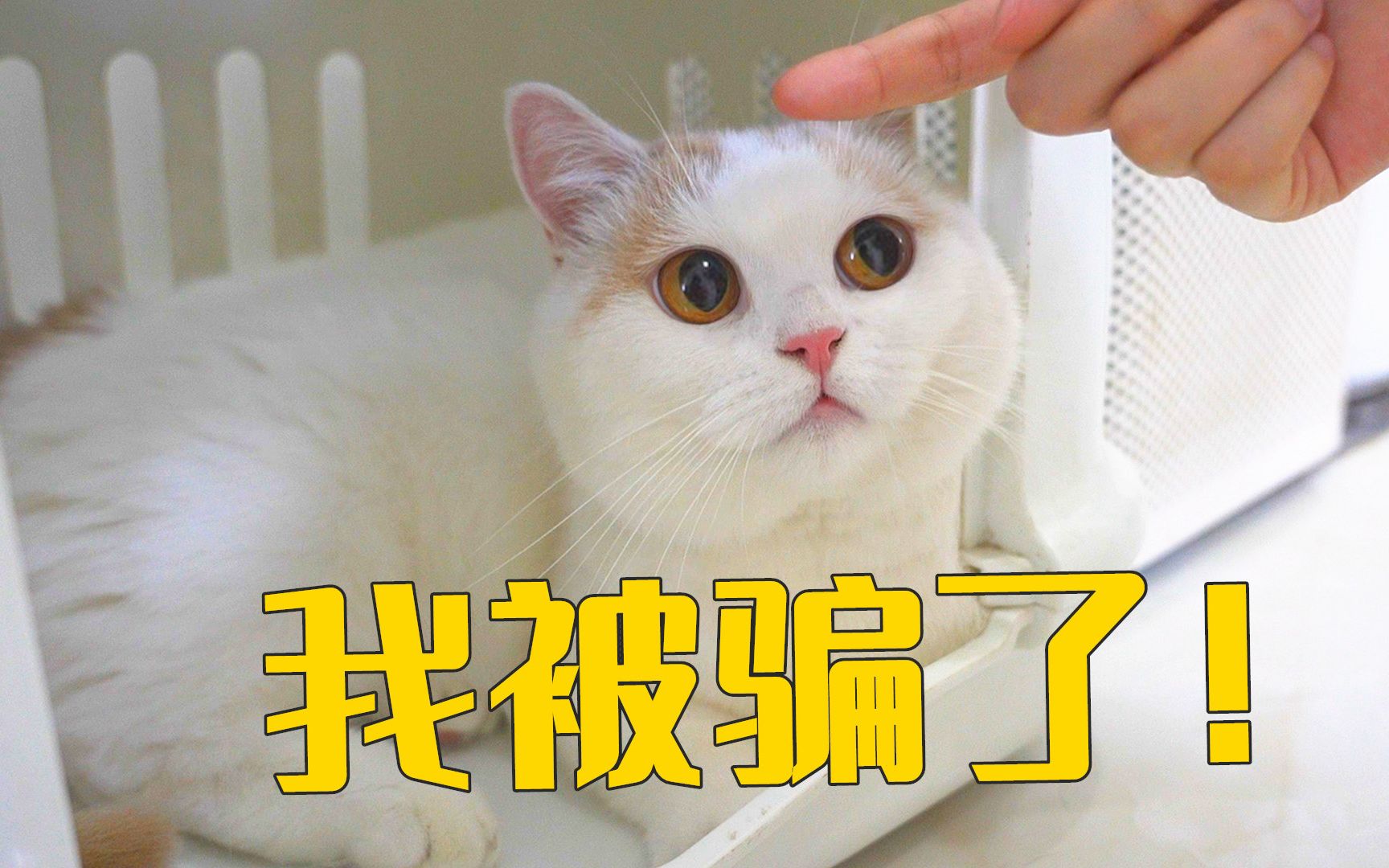 我后悔给猫做绝育了!-萌猫宝哥哥-萌猫宝哥哥-哔哩哔哩视频