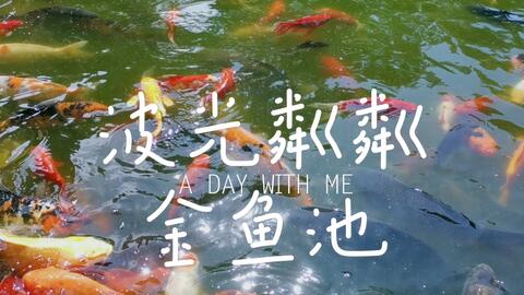 动物园的金鱼区 小朋友最爱 波光粼粼 鱼跃池中 哔哩哔哩 Bilibili 动物园的金鱼区 小朋友最爱 波光粼粼 鱼跃池中 哔哩哔哩 Bilibili