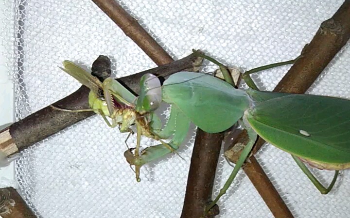 圆盾螳捕食云眼斑螳