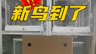 鸟友买鸟被骗，我以身入局