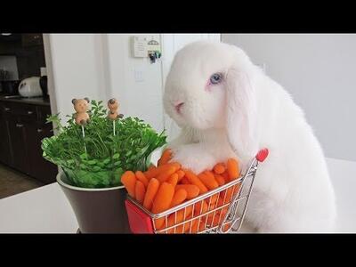 小白兔对着胡萝卜在发呆?