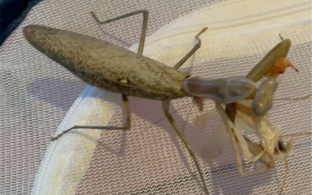 【斗虫】褐色广斧螳捕食中华大刀螳_哔哩哔哩_bilibili