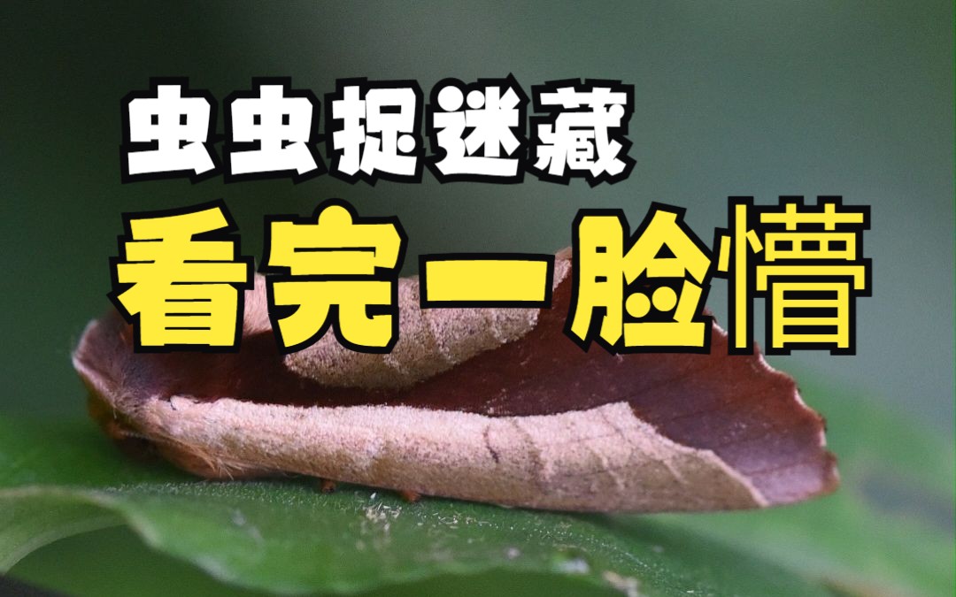 [图]虫虫捉迷藏；看完一脸懵；