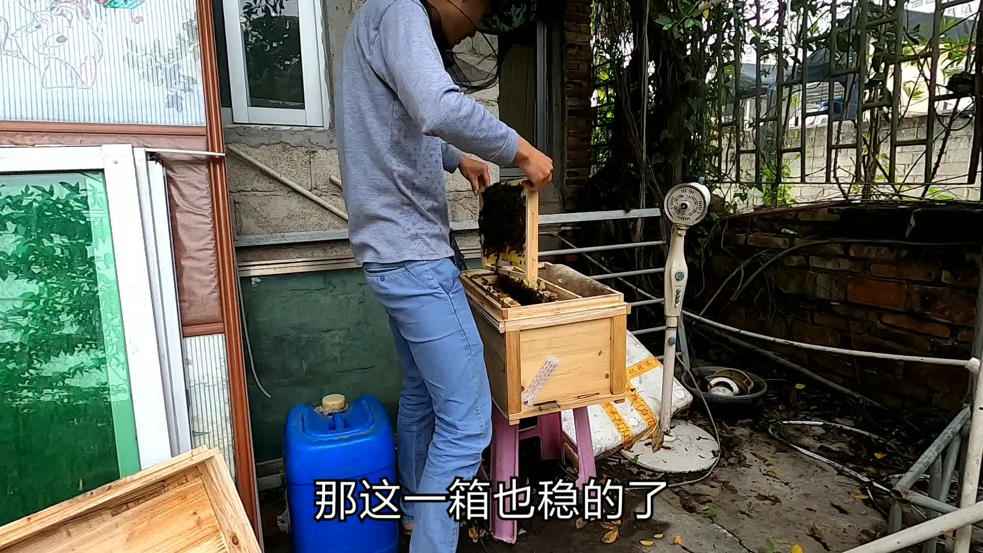 把一窝蜜蜂分成5群,全部介入王台,现在变成了3箱强群,2个蛋群哔哩哔哩bilibili