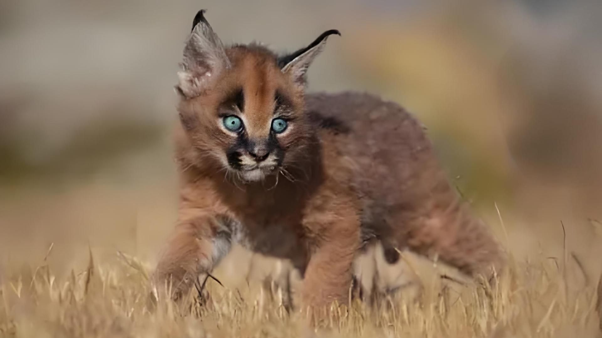 沙漠"会飞的猫",空中捕杀飞鸟,一蹦3米高,鸵鸟都不放在眼里