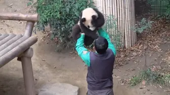 Скачать видео: 爱宝招呼宋宝拍完照把小睿睿抱过来吧