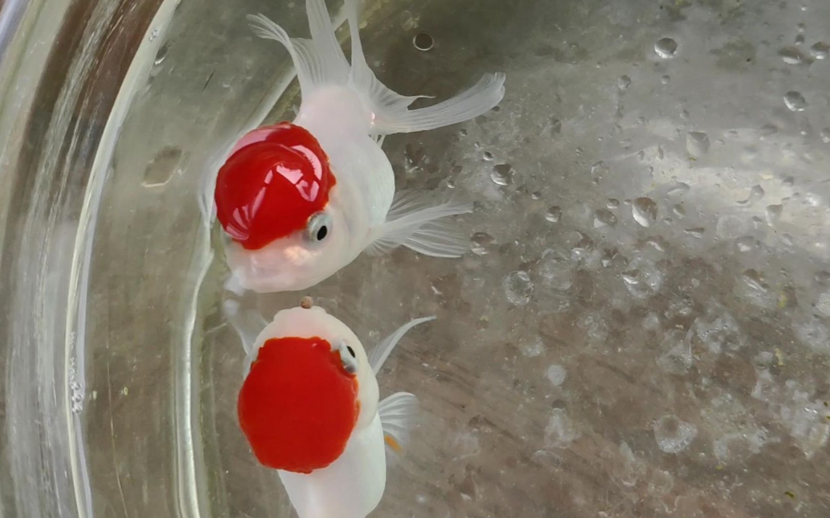 【金鱼红帽子第十七天】多喂一点,抢的真快