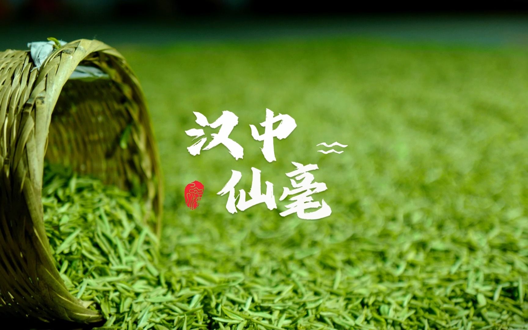 一杯汉中仙毫的诞生!