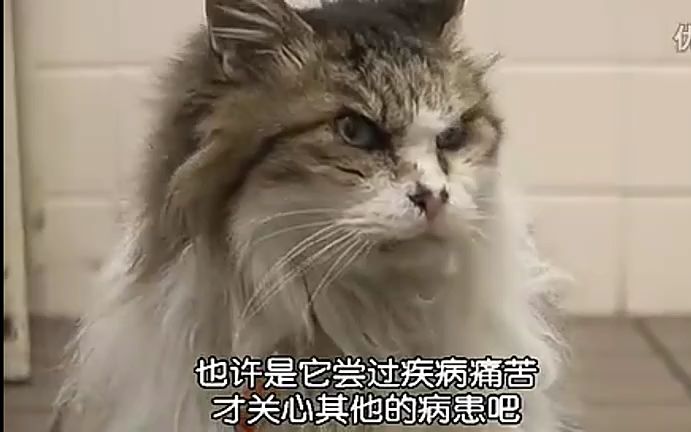 [图]猫咪物语（1）