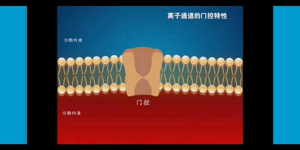 【生理学】离子通道的门控特性哔哩哔哩bilibili