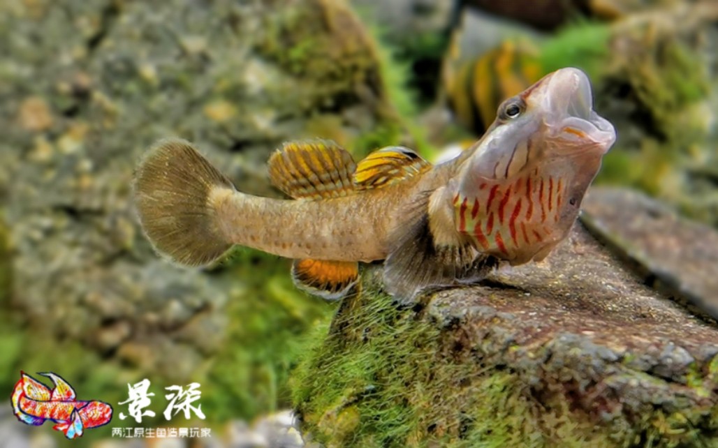 【白面溪吻虾虎夸示】