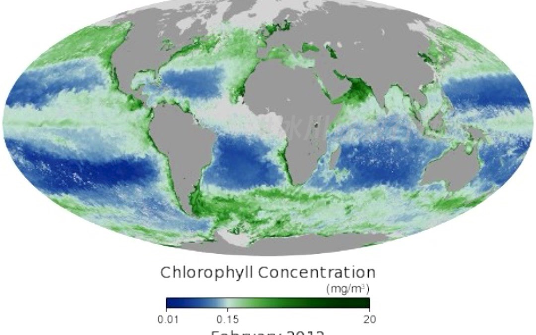 【叶绿素】2000  2021 海洋叶绿素变化观测图哔哩哔哩bilibili