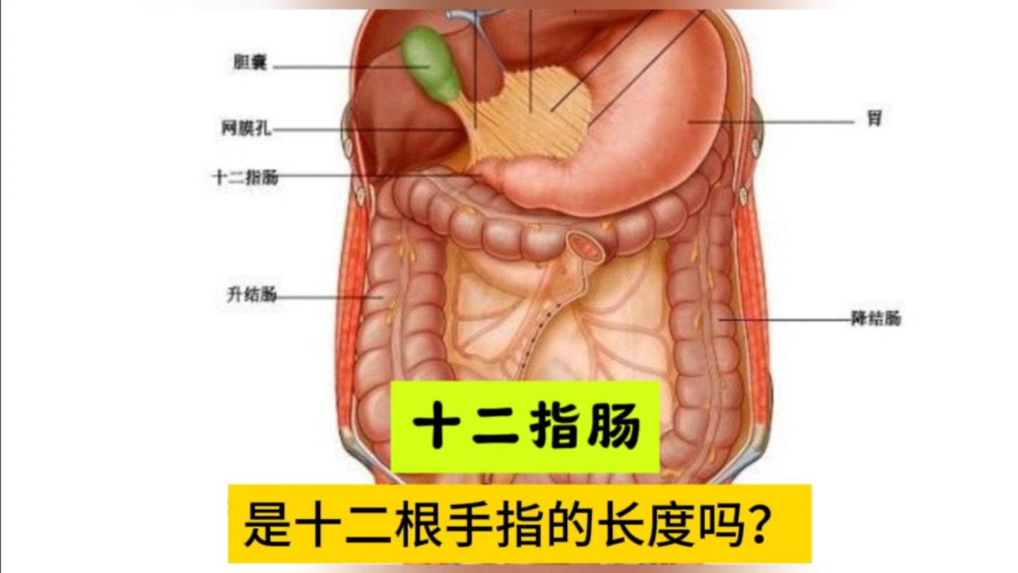 十二指肠解剖球部图片