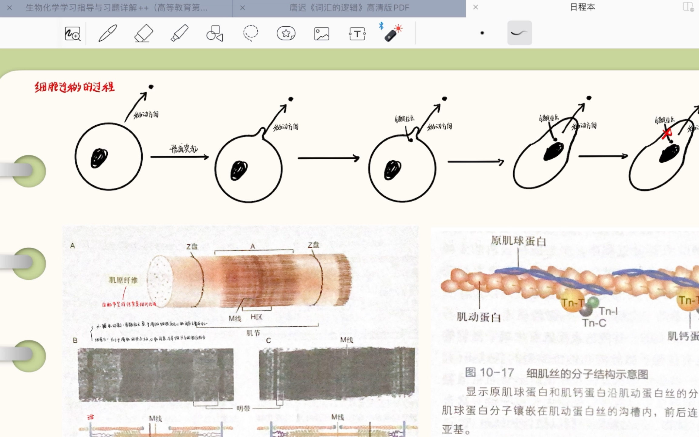 细胞迁移的原理|肌肉收缩的滑动模型|自用复盘哔哩哔哩bilibili