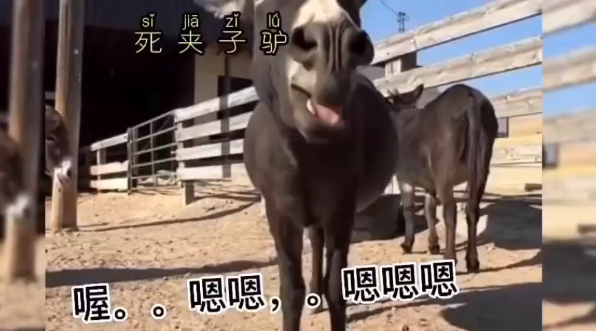 动物界夹子音,夹子驴