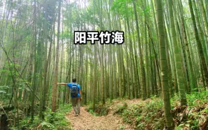 Скачать видео: 四川成都彭州免费景点阳平竹海，堪称微缩版蜀南竹海，置身其中令人兴奋