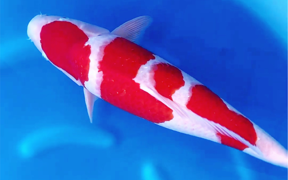 坂牧三段红白锦鲤,雌五十二公分长观赏鱼.