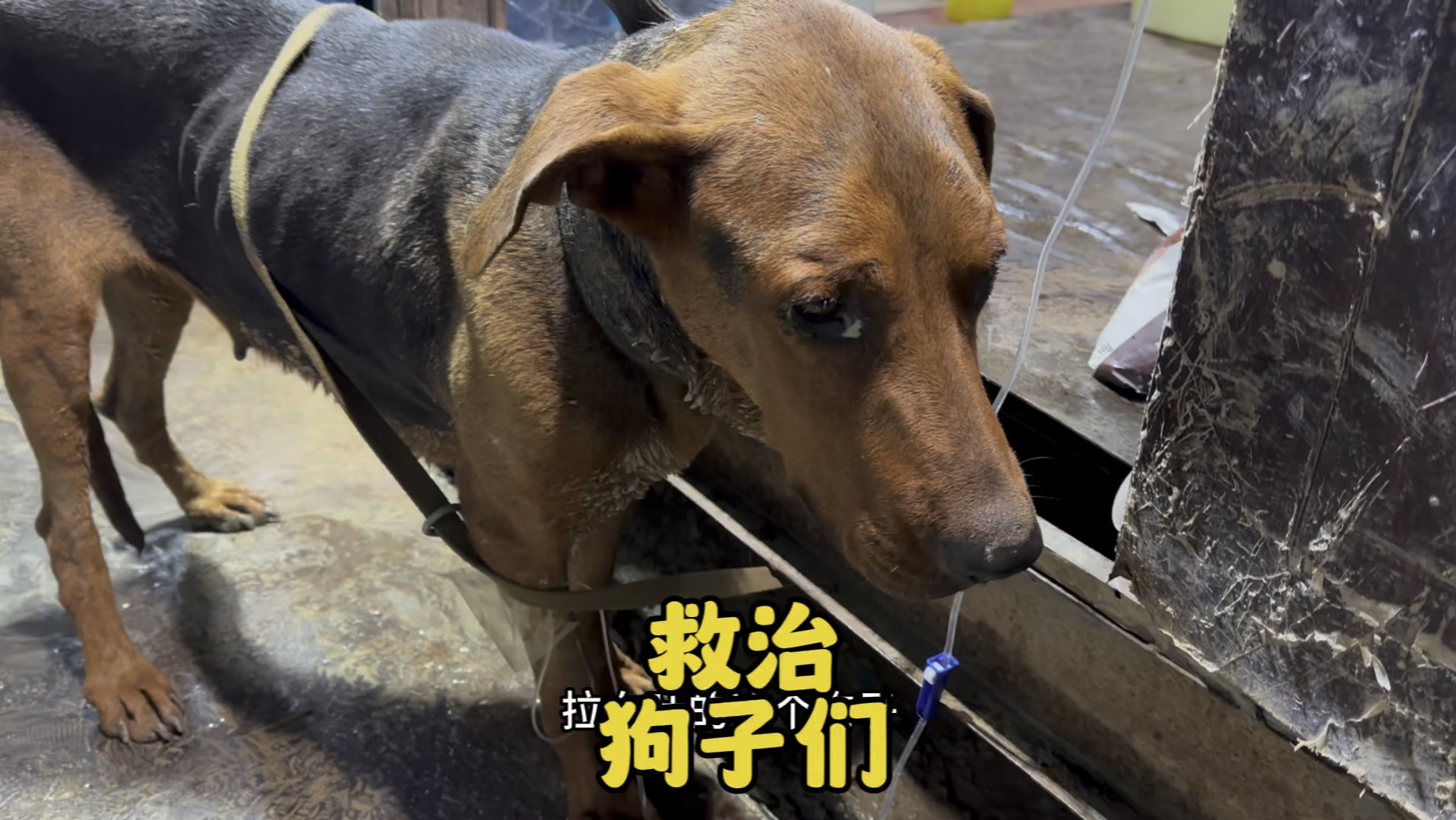 狗子们你们要加油啊天天给你们治病你们也要争口气赶紧好啊 #狗子