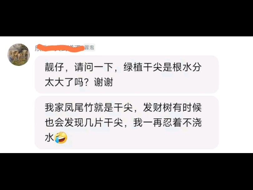 植物黄尖黑尖干尖大部分原因都不是缺水造成的哔哩哔哩bilibili