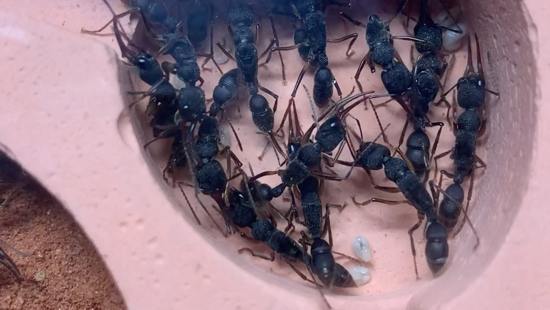 新入手的猎镰猛蚁