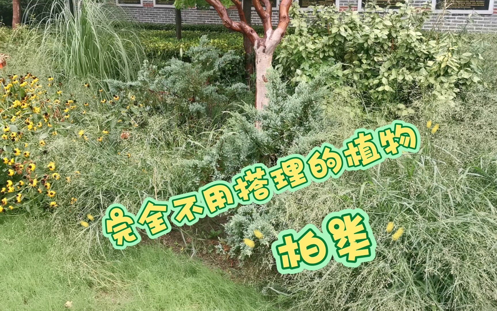 [图]（花境植物介绍）低维护植物，柏类