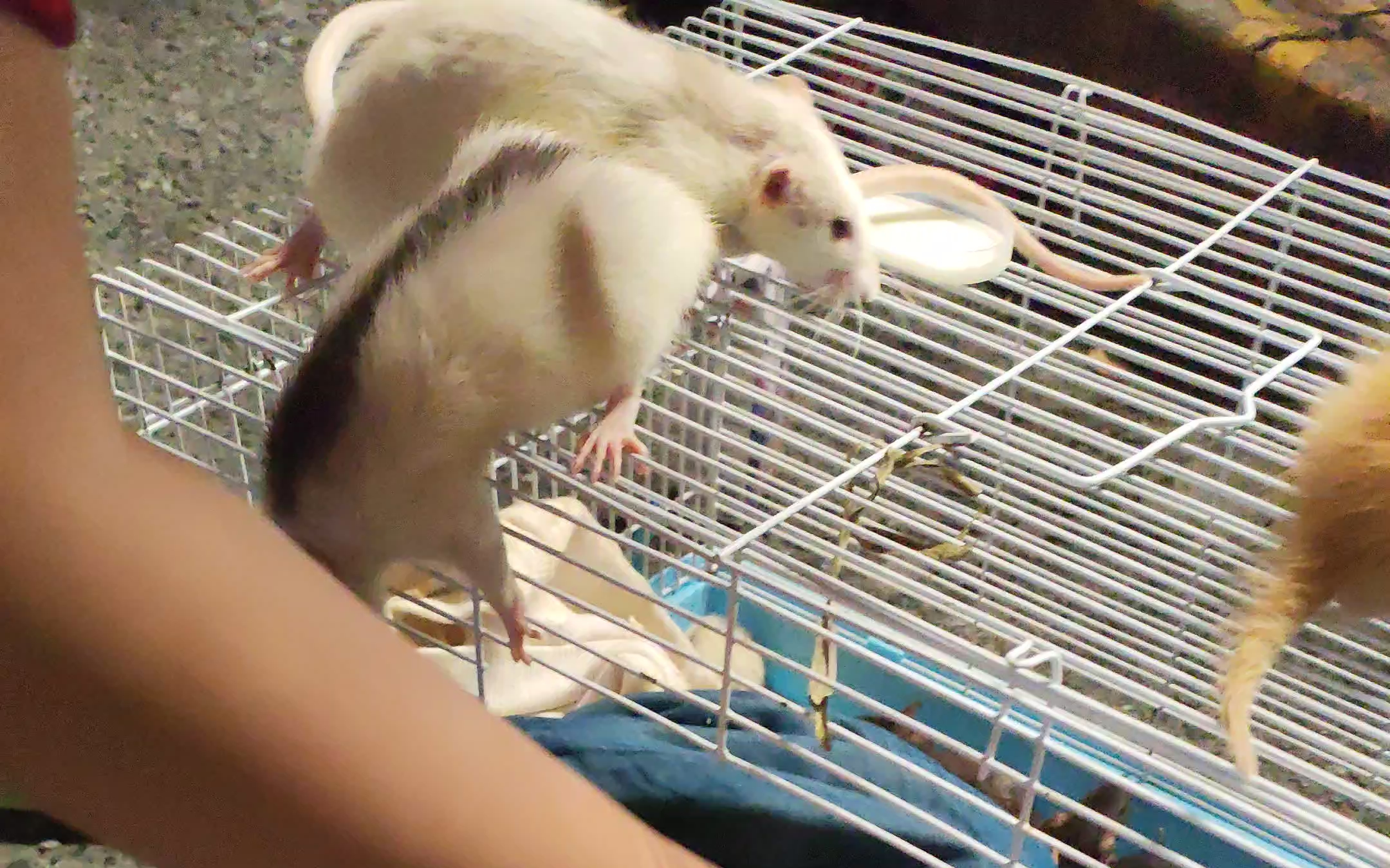 扭扭棒摆摊记录之吃瓜的猹