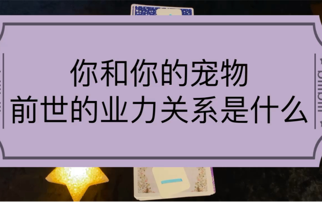 大众占卜/你和你的宠物前世的业力关系是什么?它有什么想对你说的哔哩哔哩bilibili