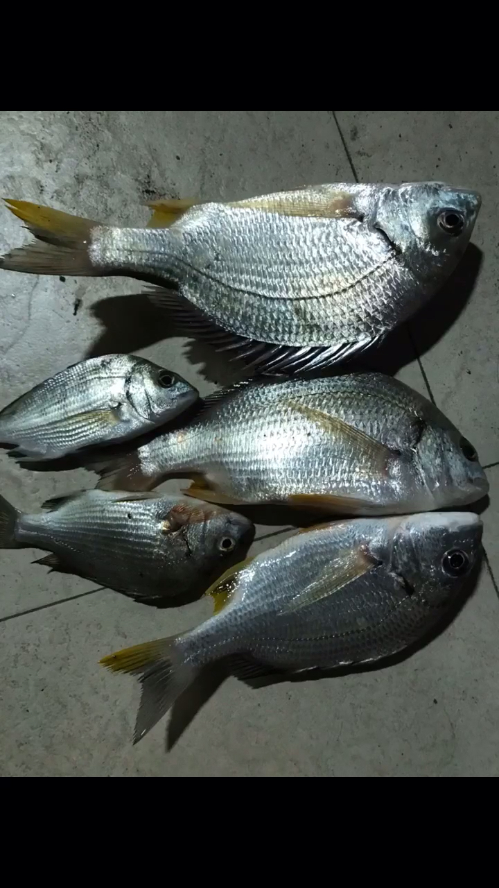 全游动##海钓##渔获