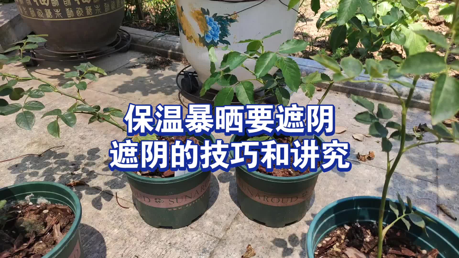 夏天盆栽月季绣球拉遮阳网的注意点哔哩哔哩bilibili