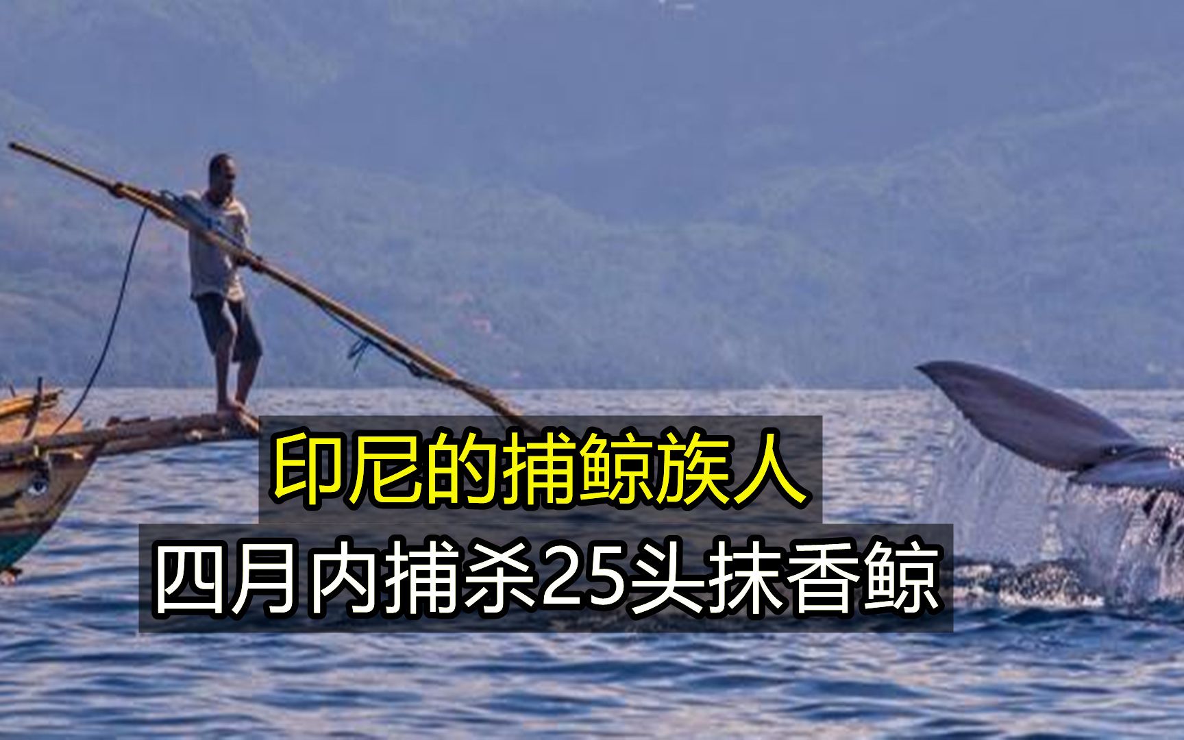 印尼最后的捕鲸人:一天1头抹香鲸和10头海豚,镜头实拍全过程!