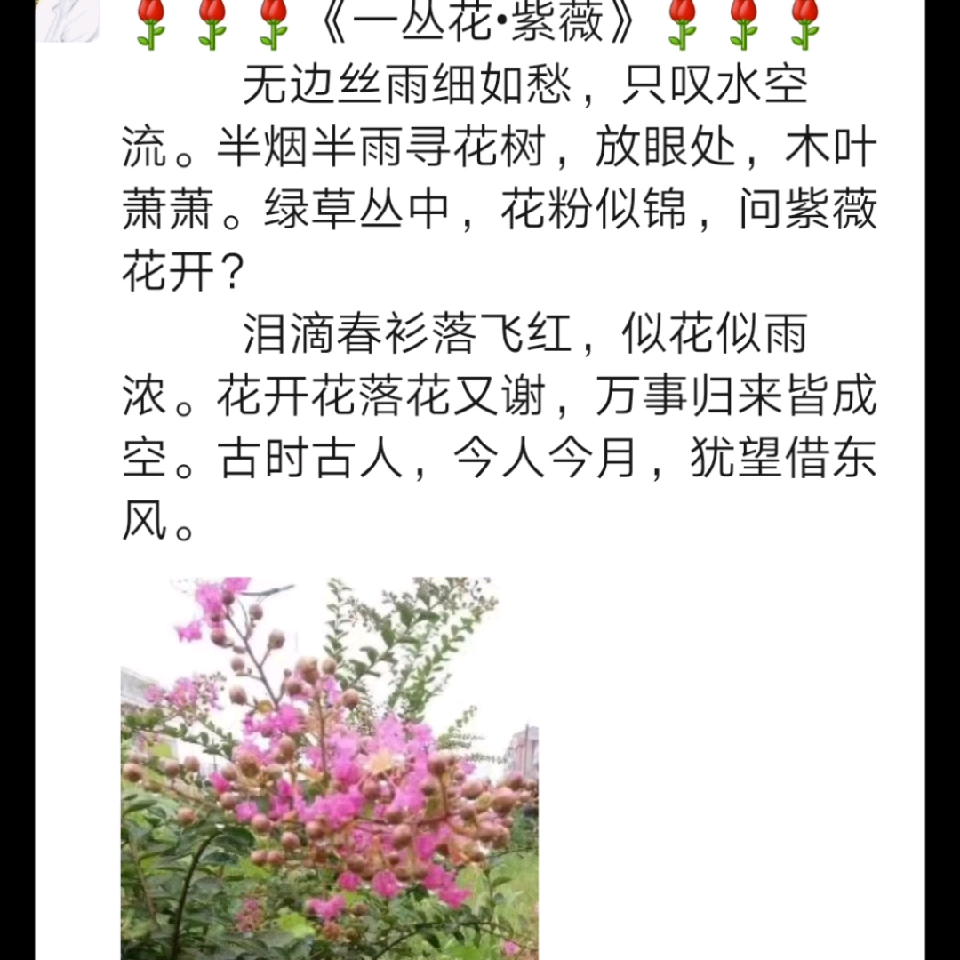 [图]《一丛花•紫薇》