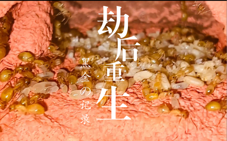 劫后重生的红金费氏弓背蚁