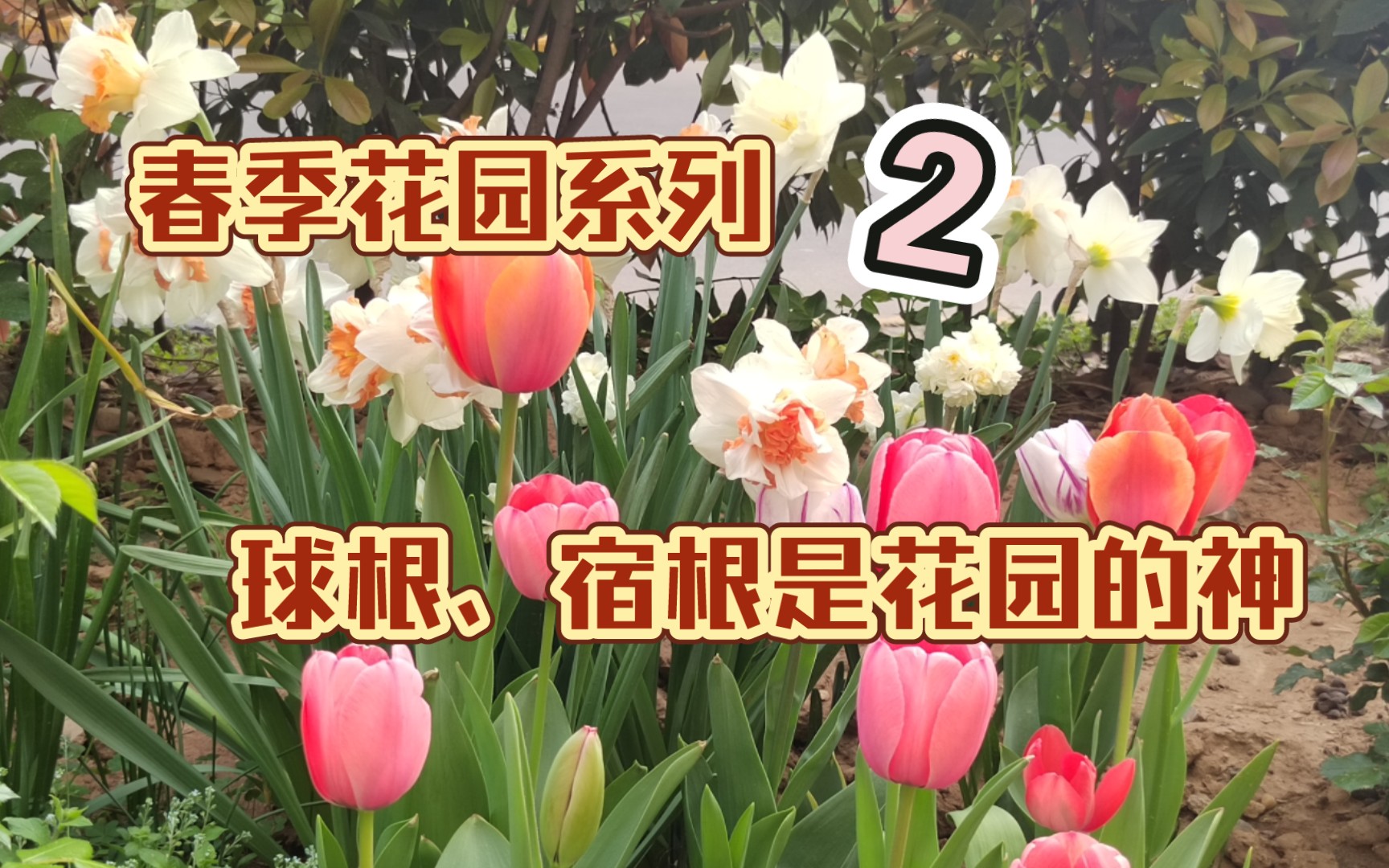 春季花园系列——绿化带推荐植物(2)哔哩哔哩bilibili