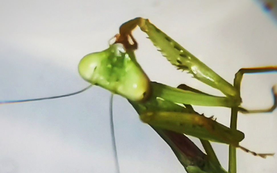 看一只3l墨盖拉菱背螳恰果蝇