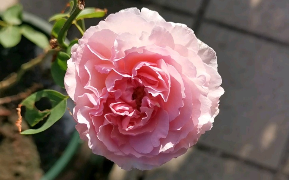 伊芙芳香催眠月季(伊芙二号),露台上没有阳台上好看,估计夏天太热了