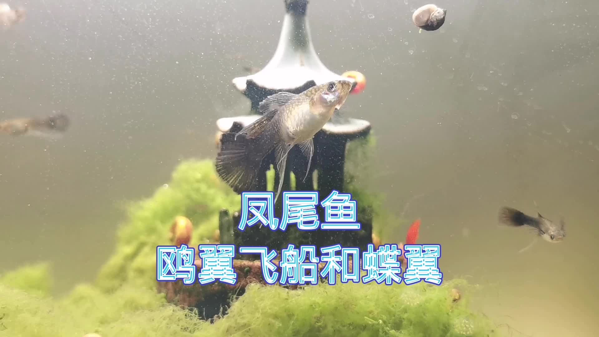 凤尾鱼鸥翼飞船和蝶翼 鸥翼孔雀鱼 蝶翼孔雀鱼哔哩哔哩bilibili