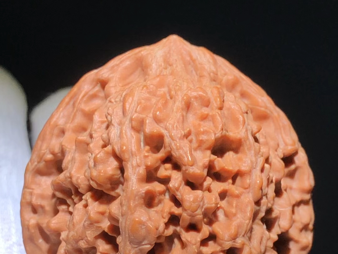 超美满天星狮子头,全品无修,尺寸40,编号5-18-1018,288米