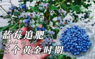 Download Video: 蓝莓什么时候追肥最好？记住3个关键时期，做好了一棵结果几大盆