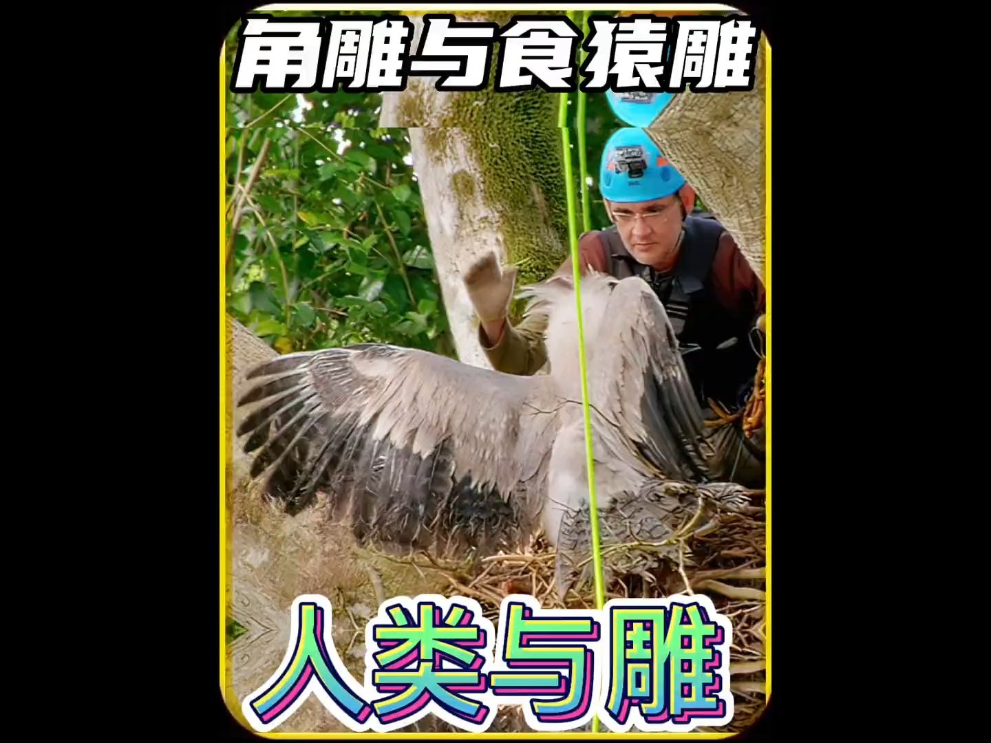 人类与角雕和食猿雕 #动物的迷惑行为 #神奇动物在抖音 #动物科普