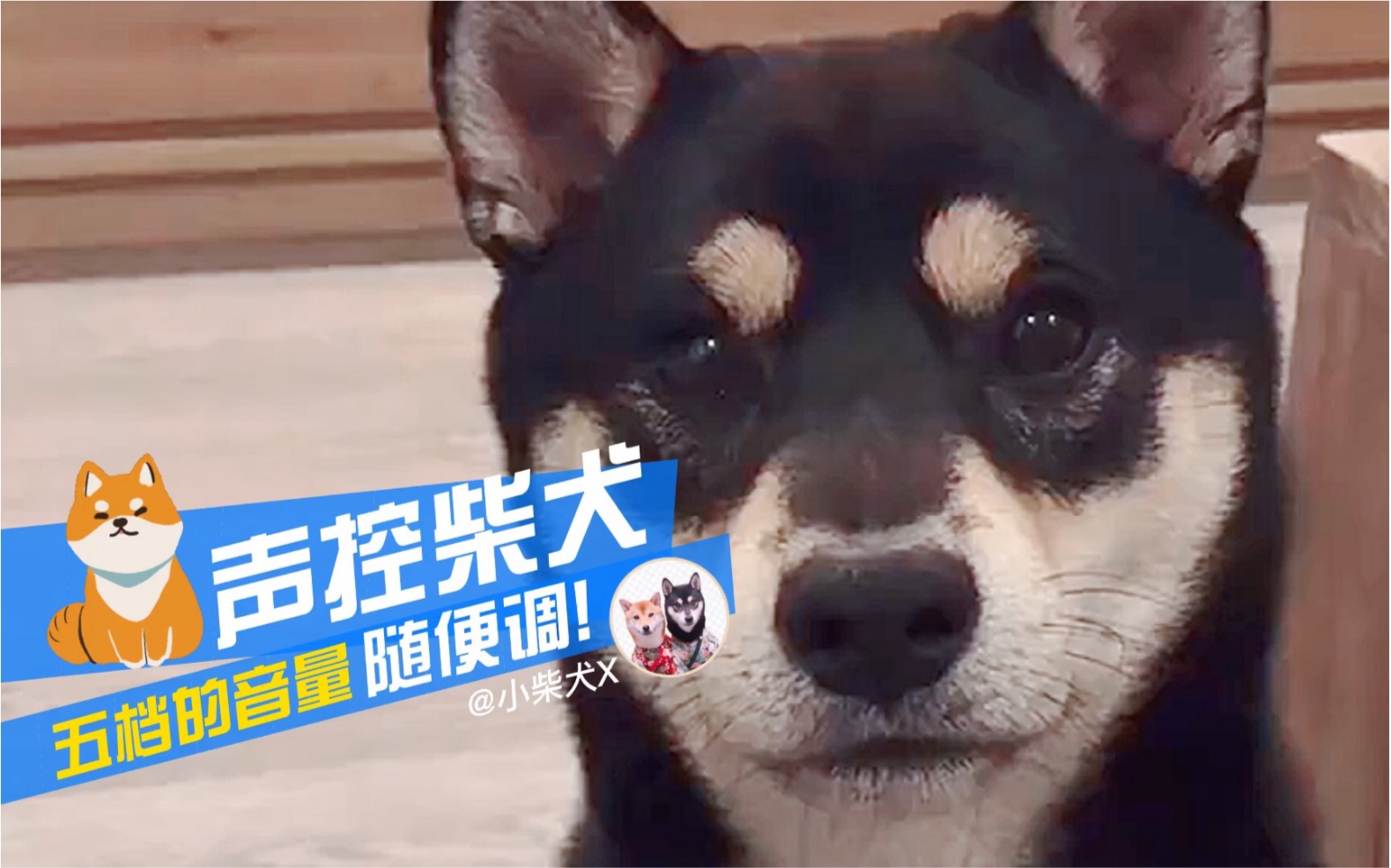 【柴犬】声控小柴犬X上线!看到最后,是真的聪明!哔哩哔哩bilibili