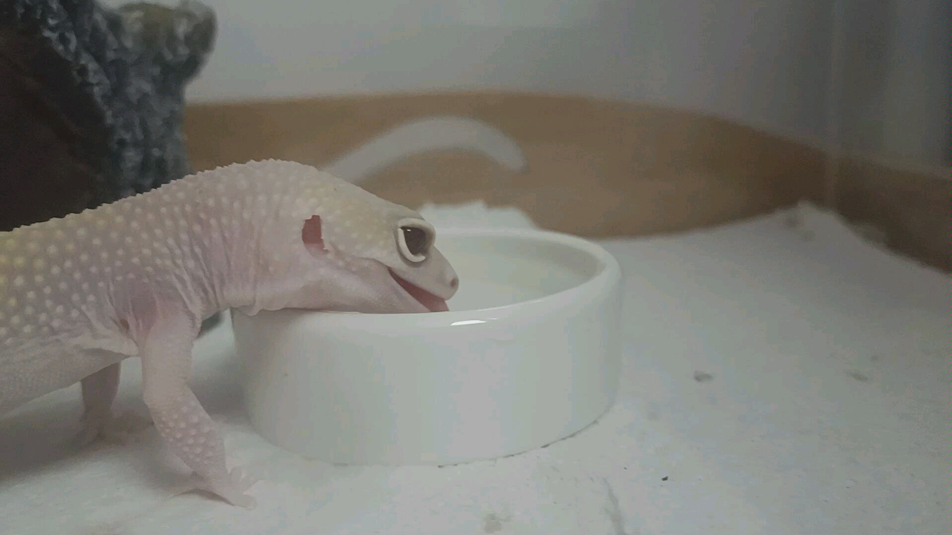 【豹纹守宫】恶魔白酒喝水喝水喝水喝水