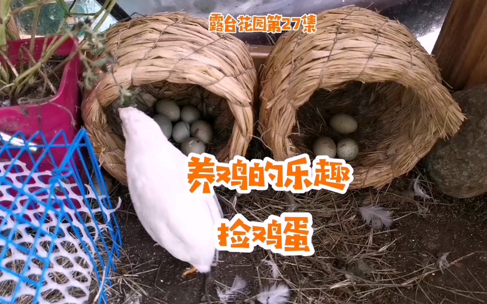 露台花园第27集养芦丁鸡的乐趣