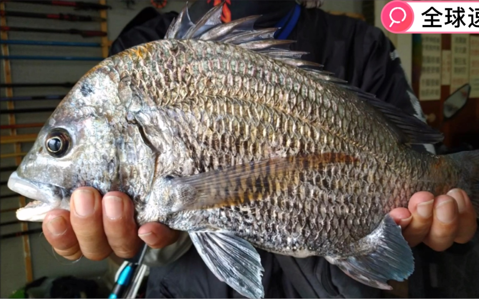 等了那么多天终于钓到一只3斤重的大黑牛_哔哩哔哩 (゜-゜)つロ 干杯