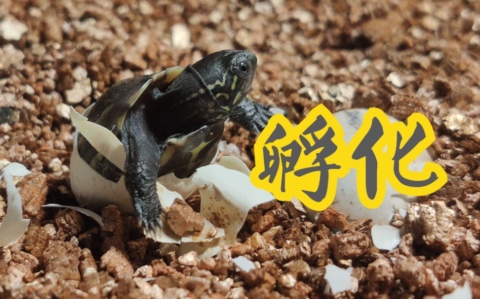 龟蛋孵化龟龟终于出壳了一大群小草龟来咯