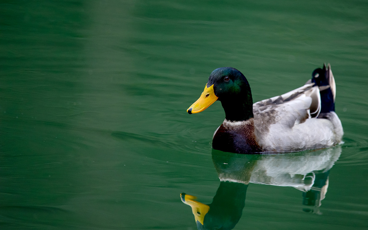 挪威鸭直播录像4.26 突破天际的绿帽_哔哩哔哩 (゜-゜)つロ 干杯~-bil