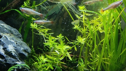 草缸的白云金丝和青鳉