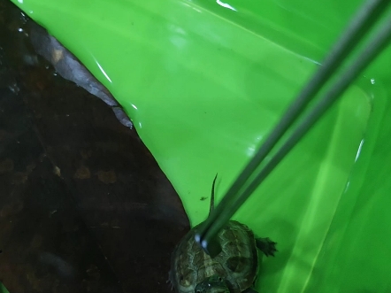 大头龟说:我是真龟,你是真狗