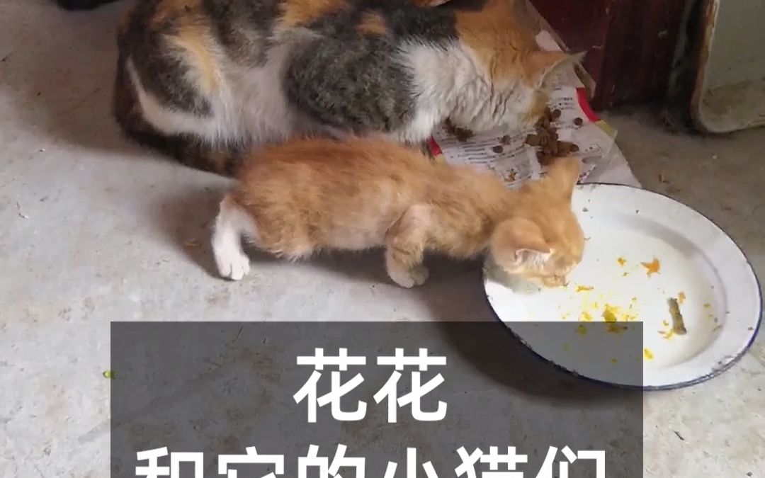 [图]中华神猫 三花猫花花和他的孩子们