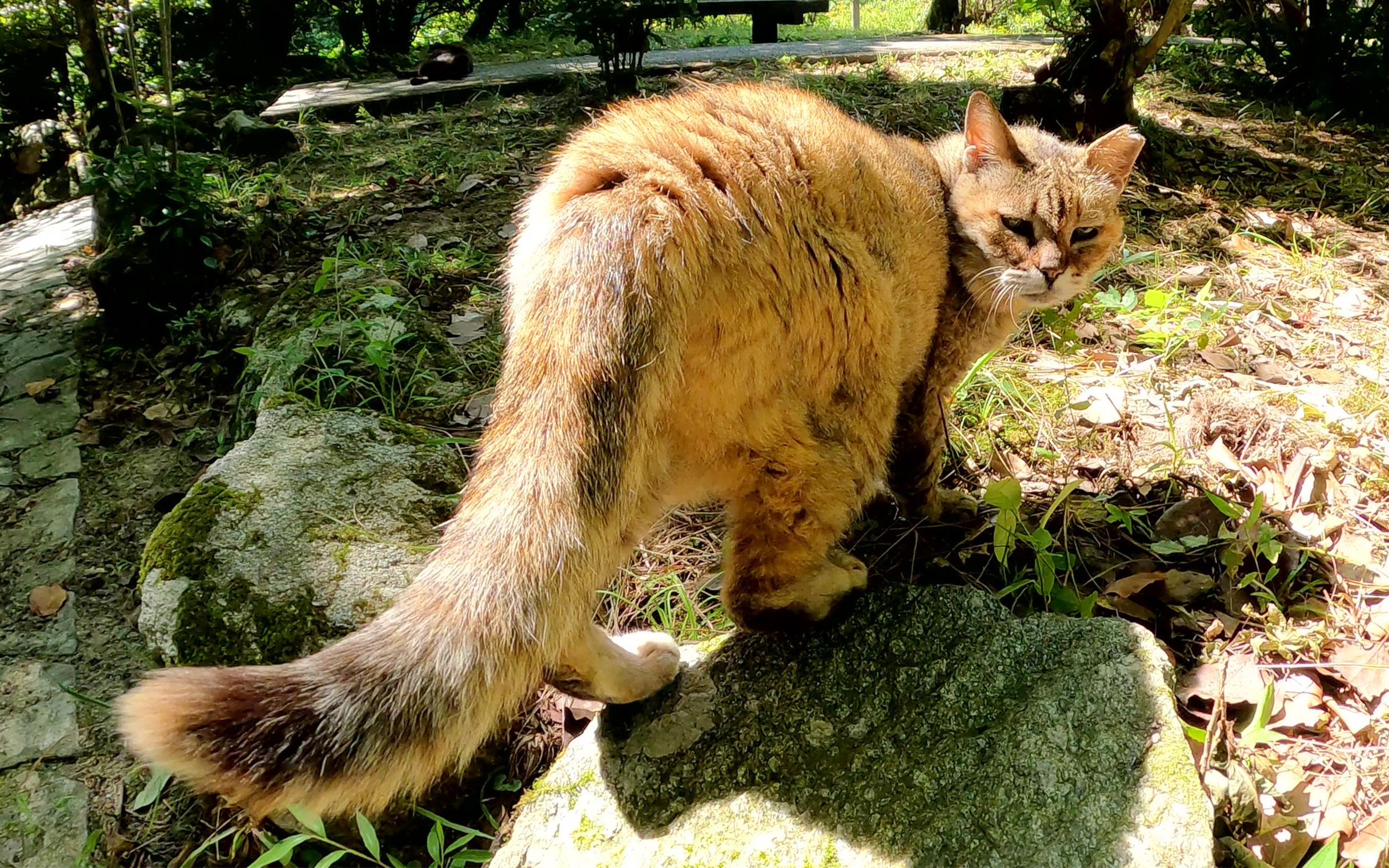 [图]一只住在森林里的老猫引导人类到一个休息的地方