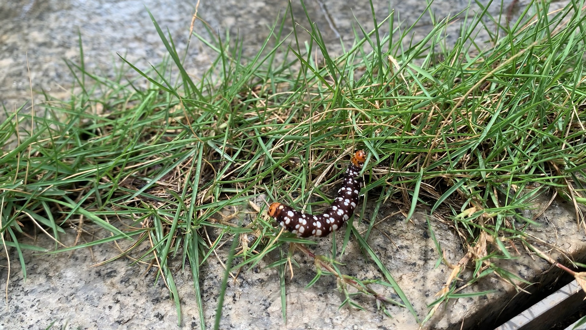 偶遇葱兰夜蛾幼虫来自南亚地区的石蒜科植物杀手
